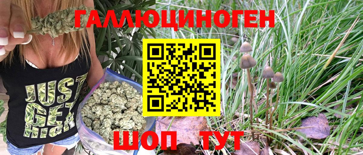 Псилоцибиновые грибы Psilocybe Камышлов